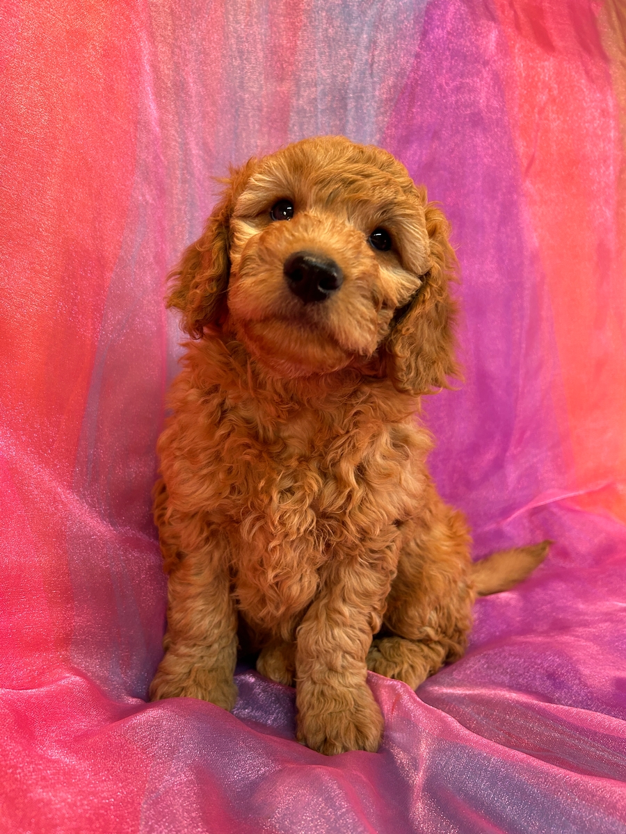 Female Mini Goldendoodle Pup for Sale DOB 10-4-2024 $1200